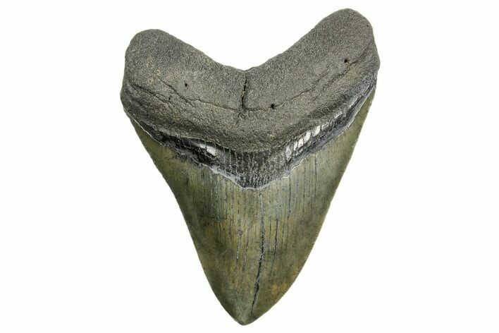Serrated, Fossil Megalodon Tooth - South Carolina #362434